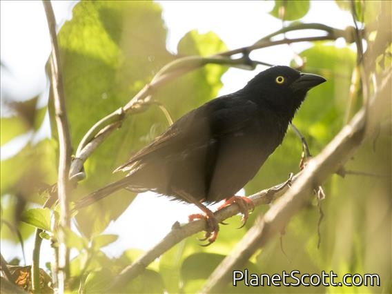 Vieillot's Weaver (Ploceus nigerrimus)