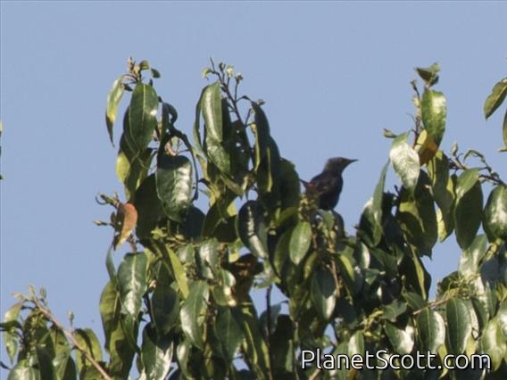 Waller's Starling (Onychognathus walleri)