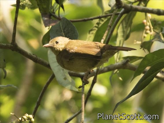 Little Greenbul (Eurillas virens)