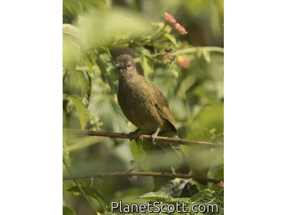 Plain Greenbul (Eurillas curvirostris)