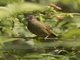 Plain Greenbul (Eurillas curvirostris)