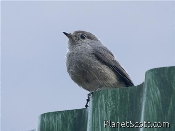 White-eyed Slaty-Flycatcher (Melaenornis fischeri)
