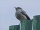 Image from 2017-01-07