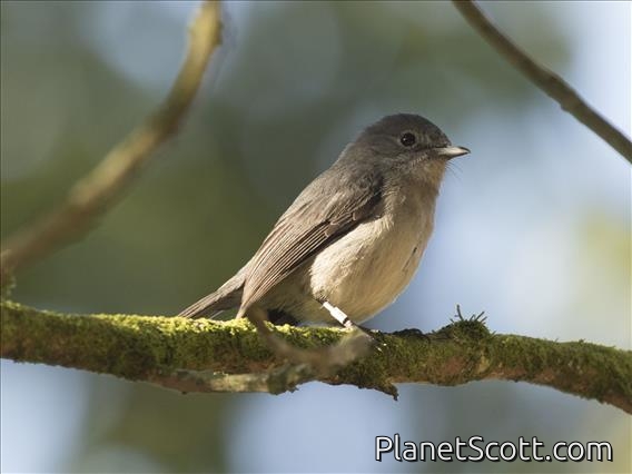 White-eyed Slaty-Flycatcher (Melaenornis fischeri)