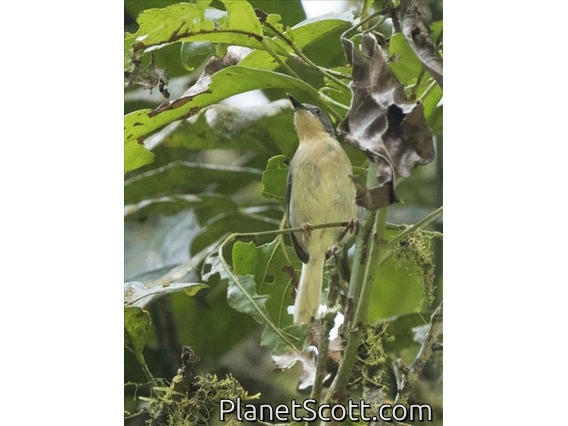 Buff-throated Apalis (Apalis rufogularis)