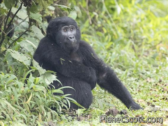 Eastern Gorilla (Gorilla berengei)