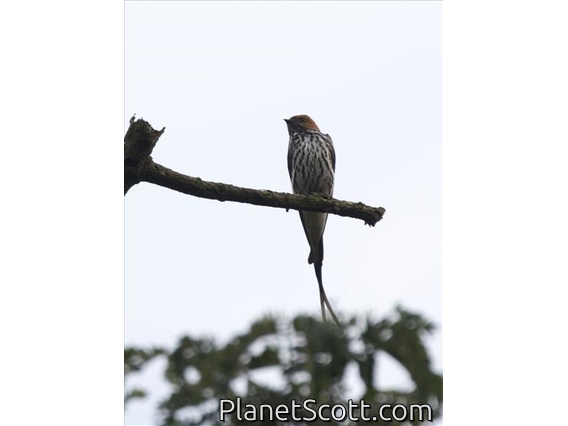 Lesser Striped-Swallow (Cecropis abyssinica)