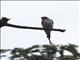 Lesser Striped-Swallow (Cecropis abyssinica)