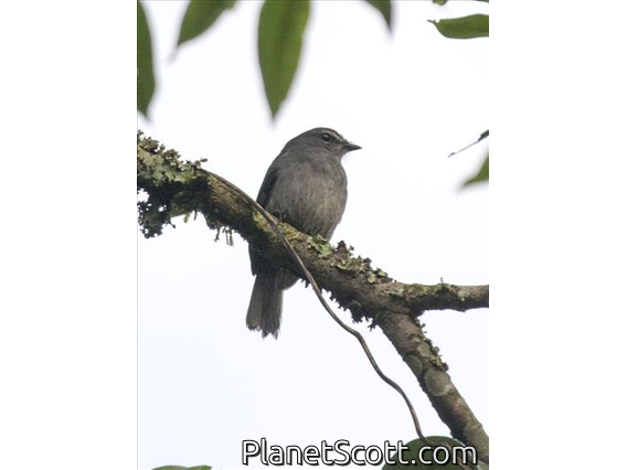 Dusky-blue Flycatcher (Bradornis comitatus)