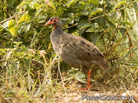 Red-necked Francolin (Pternistis afer)