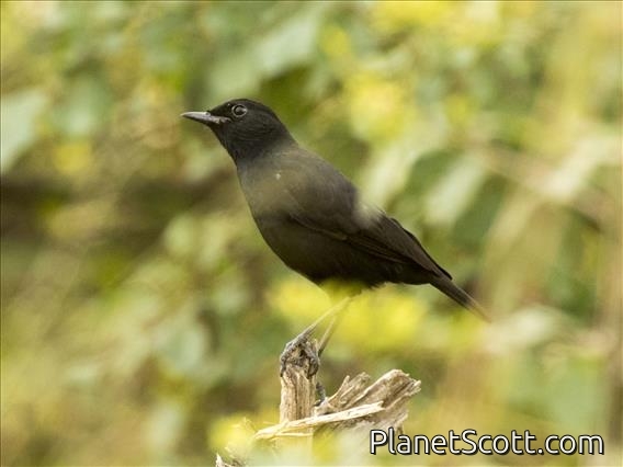 Sooty Chat (Myrmecocichla nigra) - Female