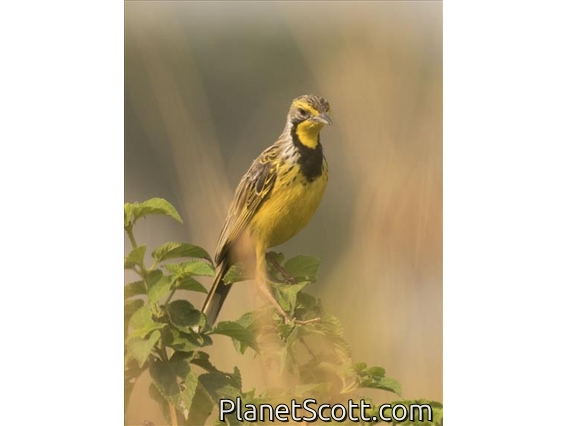 Yellow-throated Longclaw (Macronyx croceus)