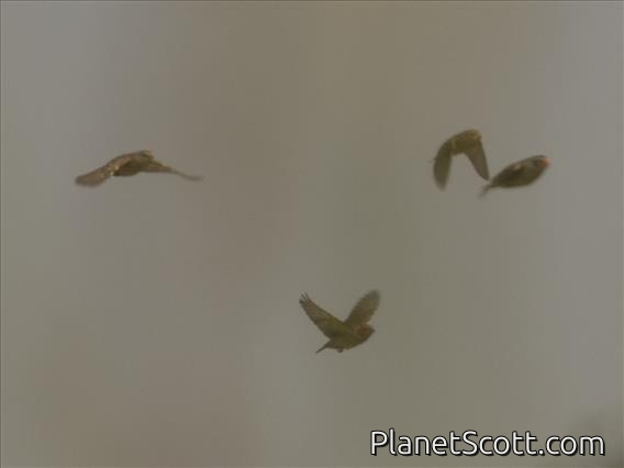 Red-billed Quelea (Quelea quelea)