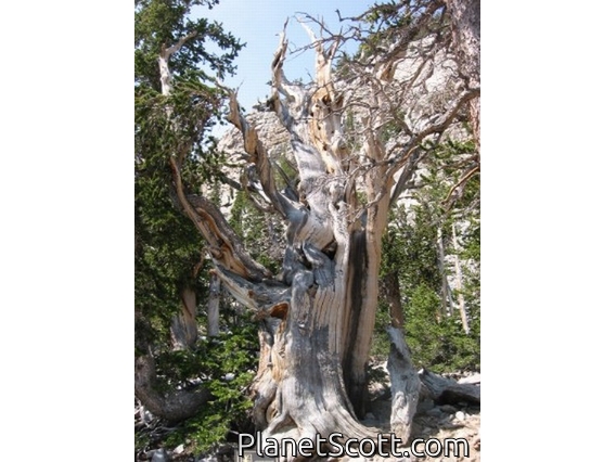 Bristlecone Pine, Great Basin NP, Nevada