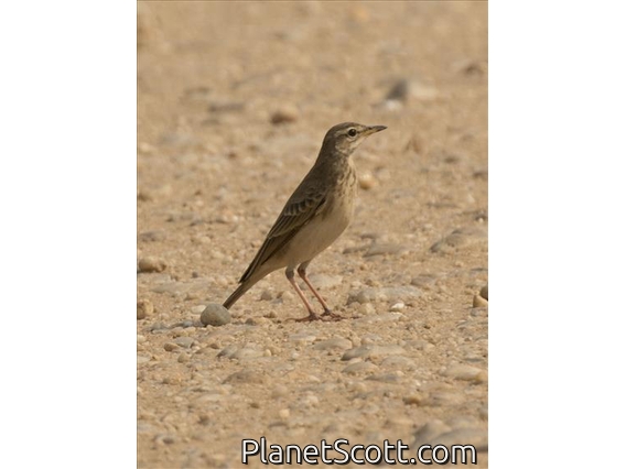 Plain-backed Pipit (Anthus leucophrys)