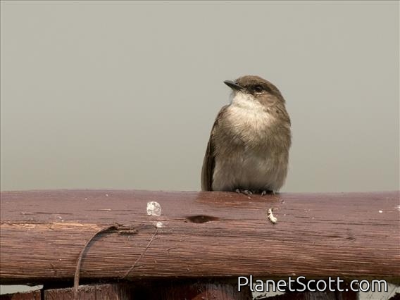 Swamp Flycatcher (Muscicapa aquatica)