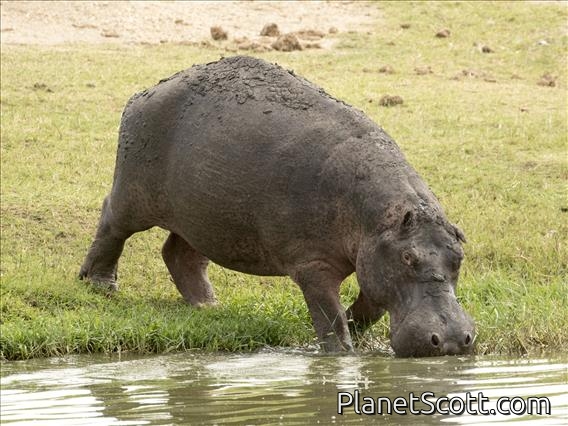 Hippopotamus (Hippopotamus amphibius)