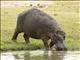 Hippopotamus (Hippopotamus amphibius)