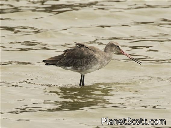Black-tailed Godwit (Limosa limosa)