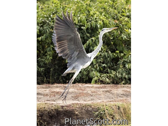 Gray Heron (Ardea cinerea)