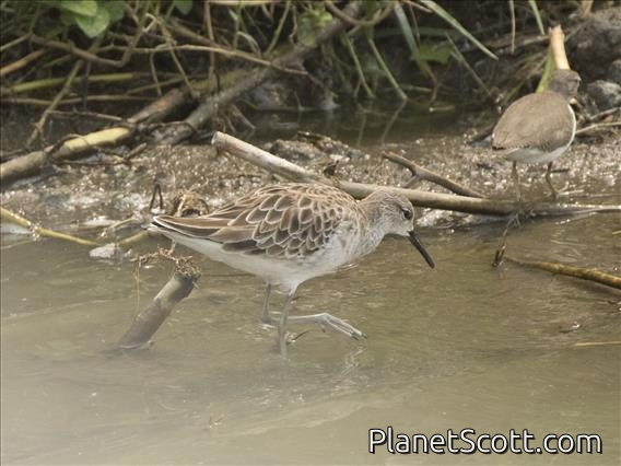 Ruff (Calidris pugnax)