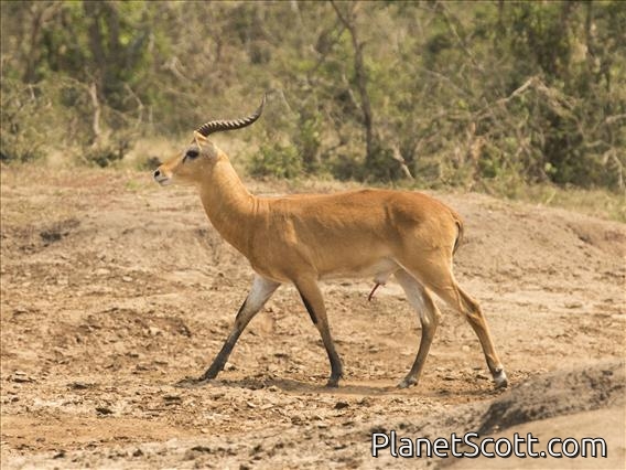 Kob (Kobus kob)