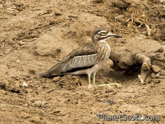 Water Thick-knee (Burhinus vermiculatus)