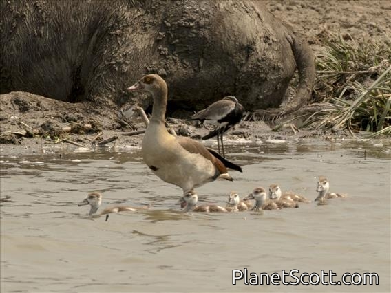 Egyptian Goose (Alopochen aegyptiaca)