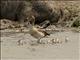 Egyptian Goose (Alopochen aegyptiaca)