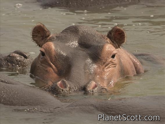 Hippopotamus (Hippopotamus amphibius)