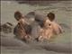 Hippopotamus (Hippopotamus amphibius)