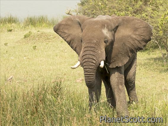 African Elephant (Loxodonta africana)