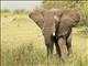 African Elephant (Loxodonta africana)