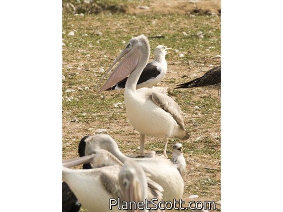 Pink-backed Pelican (Pelecanus rufescens)