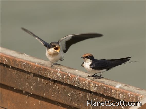 Wire-tailed Swallow (Hirundo smithii)