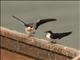 Wire-tailed Swallow (Hirundo smithii)