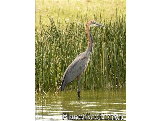 Goliath Heron (Ardea goliath)