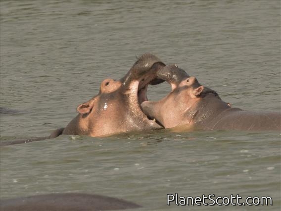 Hippopotamus (Hippopotamus amphibius)
