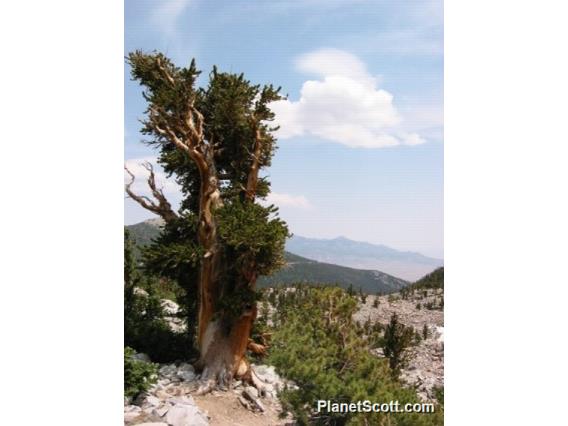 Bristlecone Pine, Great Basin NP, Nevada
