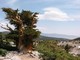 Bristlecone Pine, Great Basin NP, Nevada