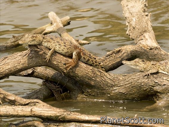Nile Crocodile (Crocodylus niloticus)