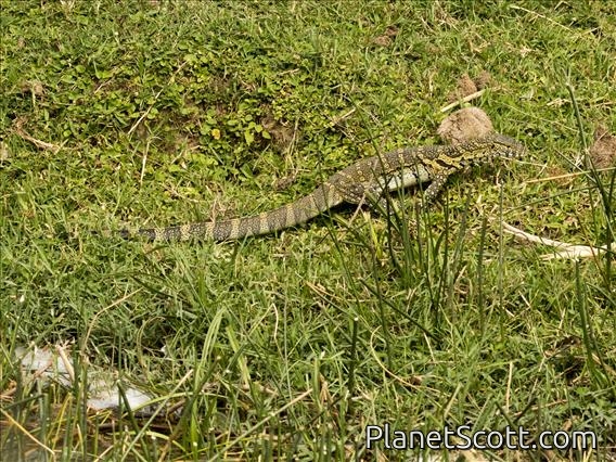 Nile Monitor Lizard (Varanus niloticus)