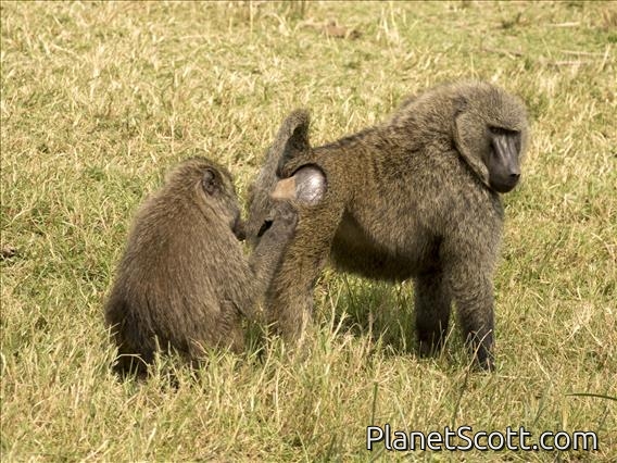 Anubis Baboon (Papio anubis)