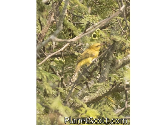 African Golden Oriole (Oriolus auratus)