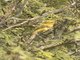 African Golden Oriole (Oriolus auratus)