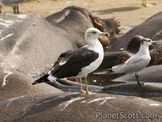 Lesser Black-backed Gull (Larus fuscus)