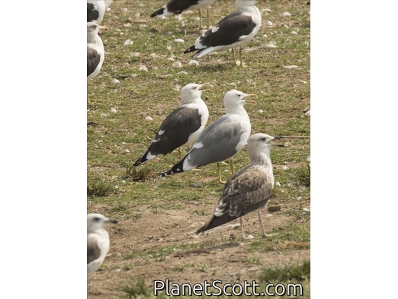 Lesser Black-backed Gull (Larus fuscus) - Heuglin's