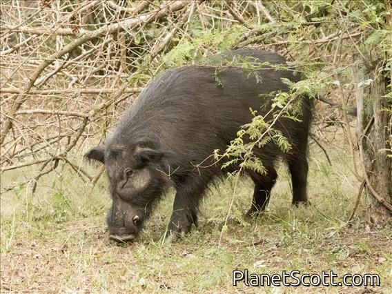 Giant Forest Hog (Hylochoerus meinertzhageni)