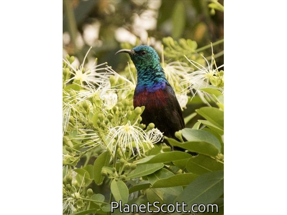 Red-chested Sunbird (Cinnyris erythrocercus)