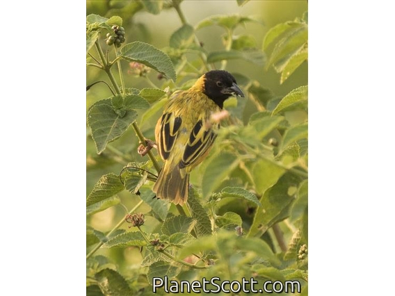 Black-headed Weaver (Ploceus melanocephalus) - Male